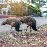 los pavos reales son complicados en el suelo. foto