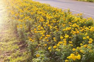 Beautiful marigold flower garden along the way. photo