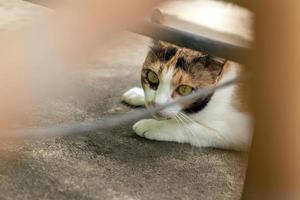 Close-up of a yellow cat lying in hiding. photo