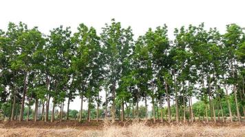 Views of the Neem tree row. photo