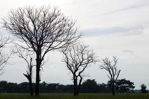 Silhouette a tree without leaves. photo