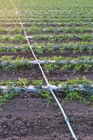 Watermelon crops with pipe.