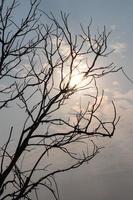 Silhouette dry tree. photo