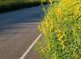 Crotalaria flower early morning street. photo