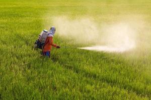 Man spraying in rice. photo