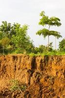 Tree with soil slides. photo