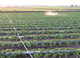 Spraying herbicides to grow watermelons. photo