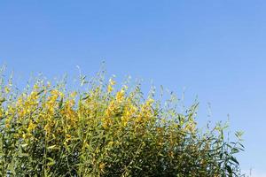 Crotalaria flower against the sky. photo