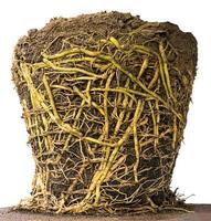 Isolate roots in potted soil. photo