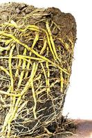 Many roots tangle in the soil.