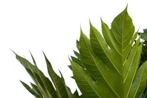 Close-up fresh green leaves of breadfruit. photo