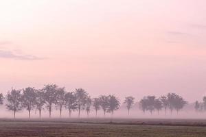 Trees and fog covered in rice fields. photo