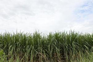 Green leaves of sugarcane. photo