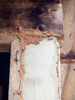 las termitas destruyen el haz. foto