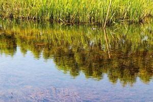 Water reflection with tree and rice. photo