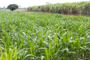 Corn crops with trees. photo