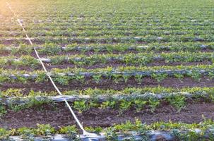 Watermelon crops with pipe. photo