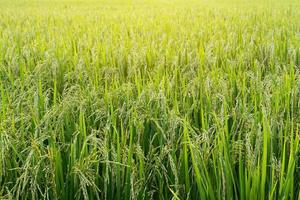 Close up of green paddy evening. photo