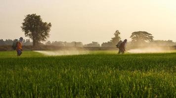 fumigación de agricultores de arroz. foto