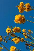 Nika flowers with sky. photo