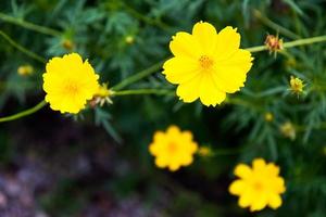 flores amarillas del cosmos. foto