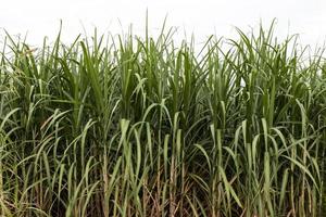 Green leaves of sugarcane. photo