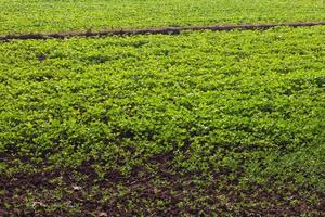 Green bean crops in the fields. photo