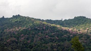 tigre gigante en la montaña. foto