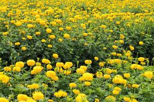 Many yellow marigolds. photo