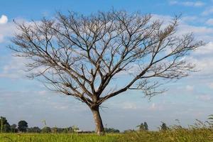 árboles de hoja caduca desnudos en un campo de arroz. foto