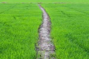 Rice leaves on the ground. photo