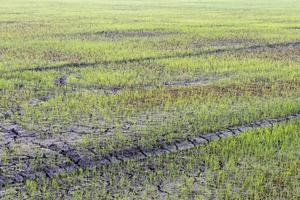 Rice seedlings on the ground cracked. photo
