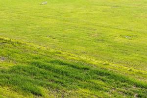 Top view green lawn difference. photo