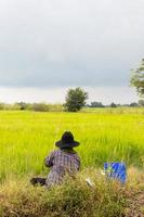 los agricultores están pescando en un campo de arroz.