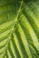 Surface green leaf with dew. photo