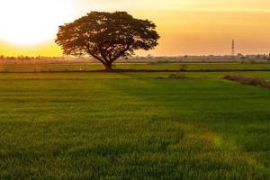 Trees and the sun fall on the green rice fields. photo
