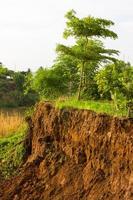 Tree with soil slides. photo