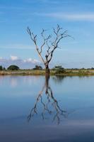 reflejo del agua del árbol seco contra el cielo. foto