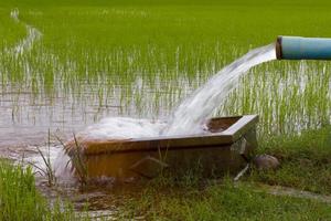 el agua fluye hacia un campo de arroz. foto