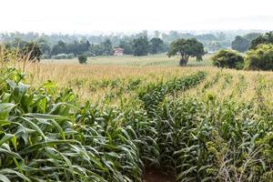 Landscape corn crop. photo