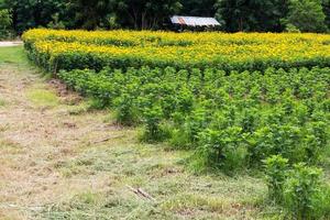 Garden marigold seedlings. photo