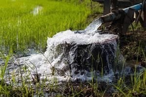 Water overflowing with rice. photo