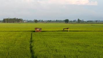 Green rice fields and an old hut. photo