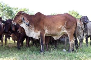 Side of a brown cow in a herd on a lawn. photo