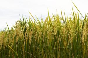 Close-up view of low golden yellow rice. photo