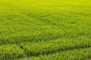 fondo de campos de arroz verde foto