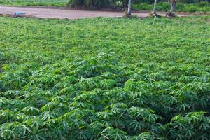 Cassava leaf green background. photo