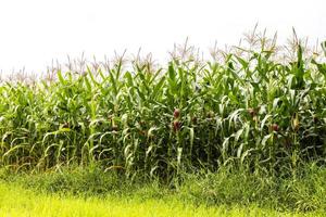 View Corn Crops. photo