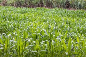 Crops of corn leaves. photo