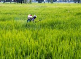 un agricultor roció fertilizante en los campos de arroz verde. foto